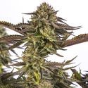 Zombie Kush (Ripper Seeds) Feminiserade