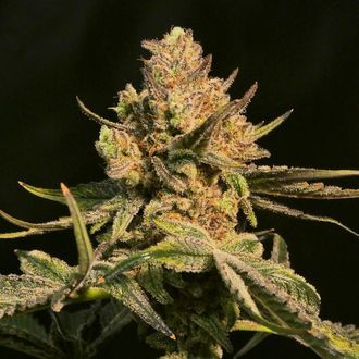 Washing Machine (Ripper Seeds) Feminiserade