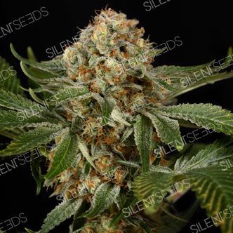 OG Kush (Silent Seeds) feminiserade cannabisfr&ouml;n