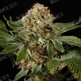 OG Kush (Silent Seeds) Feminiserade