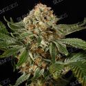 OG Kush (Silent Seeds) Feminiserade