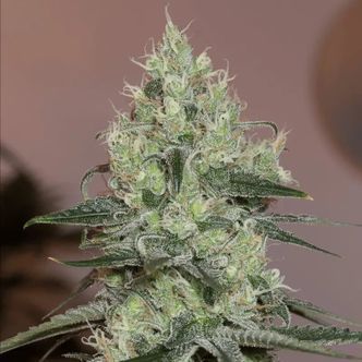 Original Amnesia (Silent Seeds) feminiserade cannabisfr&ouml;n