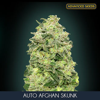 Auto Afghan Skunk (Advanced Seeds) Feminiserade
