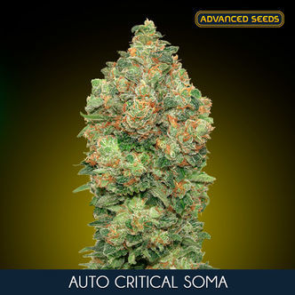 Auto Critical Soma (Advanced Seeds) feminiserade cannabisfr&ouml;n