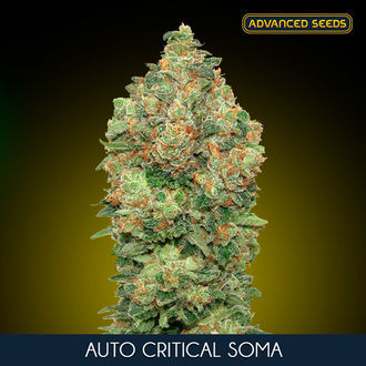 Auto Critical Soma (Advanced Seeds) Feminiserade