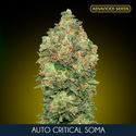 Auto Critical Soma (Advanced Seeds) Feminiserade