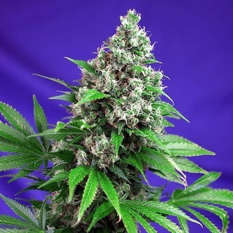 Killer Kush &ndash; F1 snabb version (Sweet Seeds) feminiserade cannabisfr&ouml;n