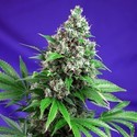 Killer Kush – F1 snabbversion (Sweet Seeds) Feminiserade