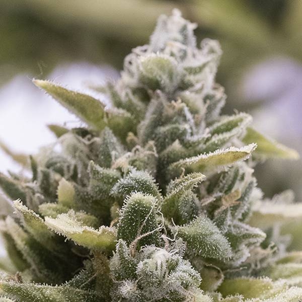 OG Kush Auto (Humboldt Seed Organization) Feminiserade