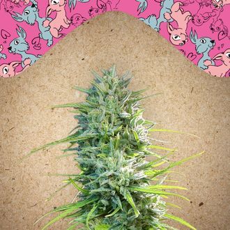 SexBud (Female Seeds) Feminiserade