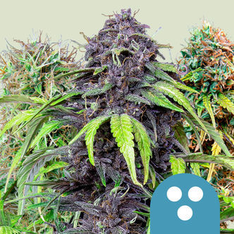 CBD Mix (Royal Queen Seeds) feminiserade