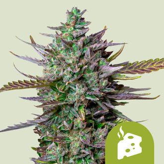 Blue Cheese Autoflower (Royal Queen Seeds) Feminiserade