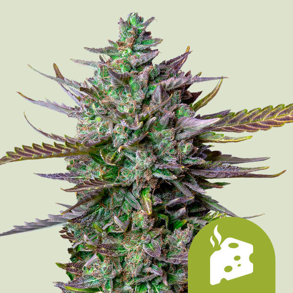 Blue Cheese Autoflower (Royal Queen Seeds) Feminiserade