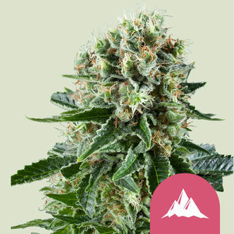 Critical Kush (Royal Queen Seeds) feminiserade