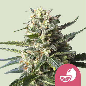 Lemon Shining Silver Haze (Royal Queen Seeds) Feminiserade