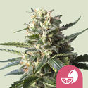 Lemon Shining Silver Haze (Royal Queen Seeds) Feminiserade