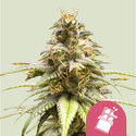 Chocolate Haze (Royal Queen Seeds) Feminiserade