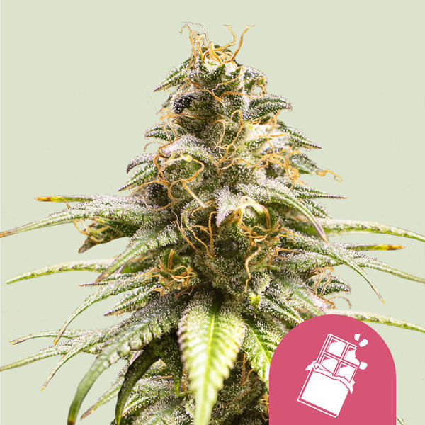 Chocolate Haze (Royal Queen Seeds) Feminiserade