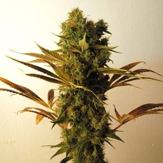 Hammershark (Resin Seeds) Feminiserade