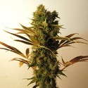 Hammershark (Resin Seeds) Feminiserade