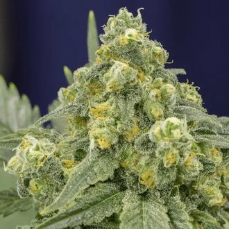 White Widow (Silent Seeds) Feminiserade
