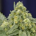 White Widow (Silent Seeds) Feminiserade