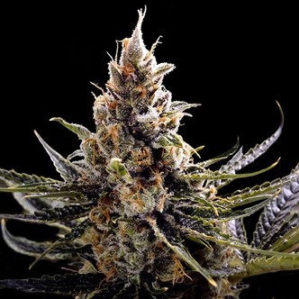 24K Gold (DNA Genetics) feminiserade cannabisfr&ouml;n