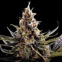 24K Gold (DNA Genetics) Feminiserade