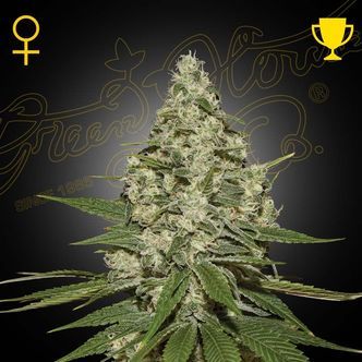 Super Lemon Haze Autoflower (Greenhouse Seeds) feminiserade cannabisfr&ouml;n