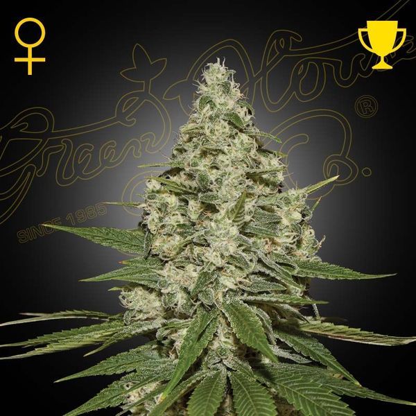 Super Lemon Haze Autoflower (Greenhouse Seeds) Feminiserade