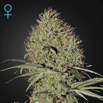 Super Bud Autoflower (Greenhouse Seeds) feminiserade cannabisfr&ouml;n