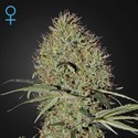 Super Bud Autoflower (Greenhouse Seeds) Feminiserade