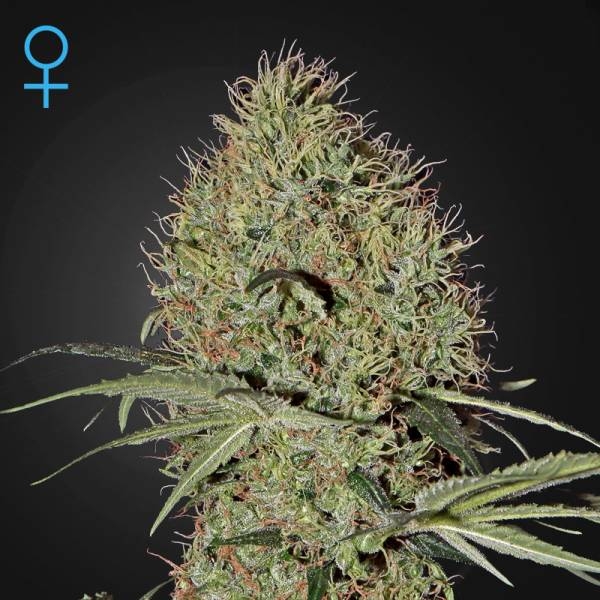 Super Bud Autoflower (Greenhouse Seeds) Feminiserade