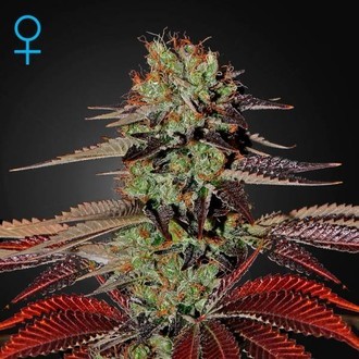 King's Kush Autoflower (Greenhouse Seeds) Feminiserade