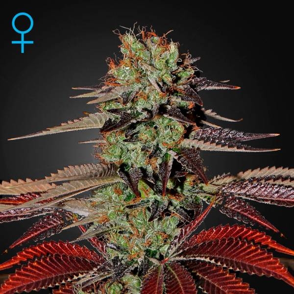 King's Kush Autoflower (Greenhouse Seeds) Feminiserade