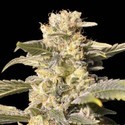TNT Kush CBD (Eva Seeds) Feminiserade