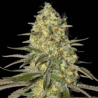 Black Dream (Eva Seeds) Feminiserade