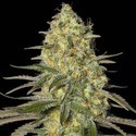 Black Dream (Eva Seeds) Feminiserade