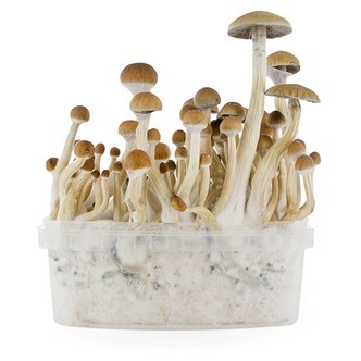 Fresh Mushrooms odlingskit "B+"
