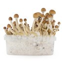 Zamnesia SUPREME Grow Kit "McKennaii"