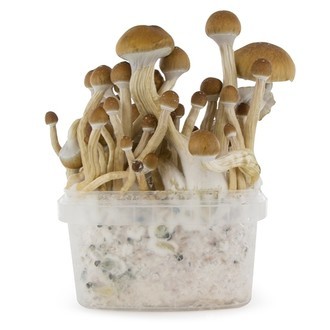 Zamnesia SUPREME Grow Kit "McKennaii"