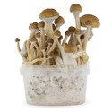 Zamnesia SUPREME Grow Kit "McKennaii"