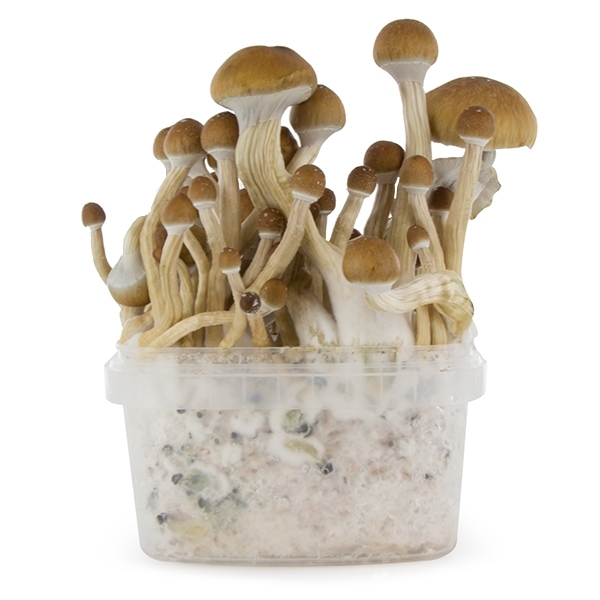 Zamnesia SUPREME Grow Kit "McKennaii"