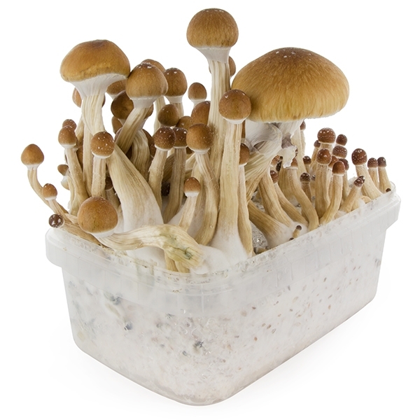 Zamnesia SUPREME Grow Kit "McKennaii"
