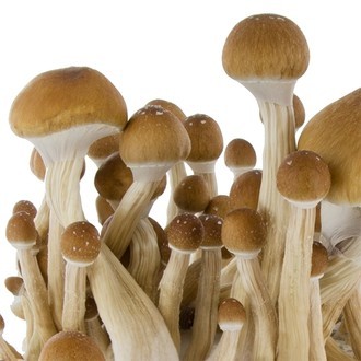 Zamnesia SUPREME Grow Kit "McKennaii"