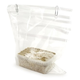 Zamnesia SUPREME Grow Kit "McKennaii"