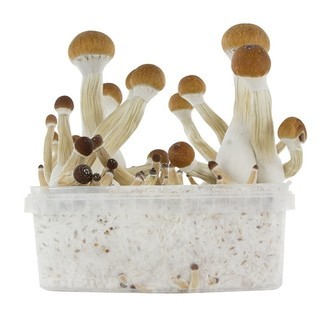 Fresh Mushrooms odlingskit "Golden Teacher"