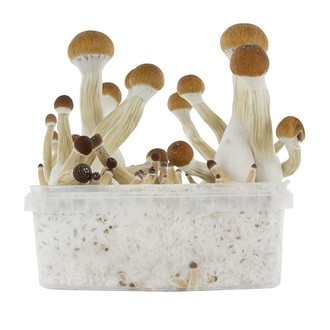 Zamnesia SUPREME Grow Kit "Golden Teacher"