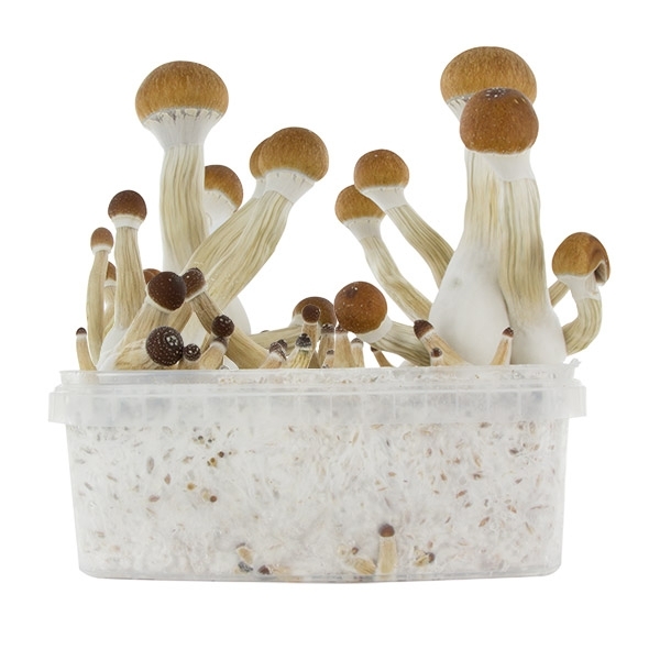 Zamnesia SUPREME Grow Kit "Golden Teacher"