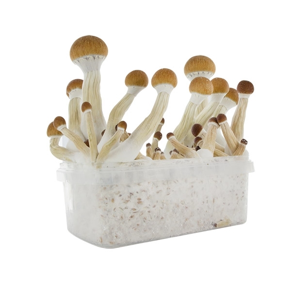 Zamnesia SUPREME Grow Kit "Golden Teacher"